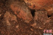 广安江西发现蜘蛛新物种 为研究呵叻蛛属适应区域提供依据